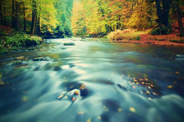 Rainy evening at stream. Autumn river bank with orange beech leaves. Fresh green leaves on branches. — Stock Photo, Image