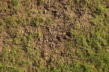 İlk renkli yaprakları ile futbol sezonunun sonunda zavallı açık Bahçesi, çimen