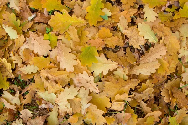 Rovere autunno foglie colorate cadute a terra — Foto Stock