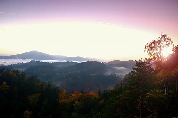 Misty pine forest. The mountain slope in autumn nature reserve — Stock Photo, Image