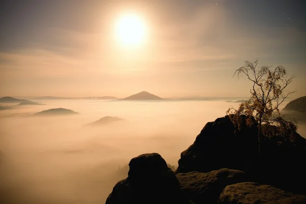 Isola con albero nell'oceano nebbioso. Notte di luna piena in bella montagna. Picchi di arenaria aumentati dalla pesante nebbia cremosa . — Foto Stock