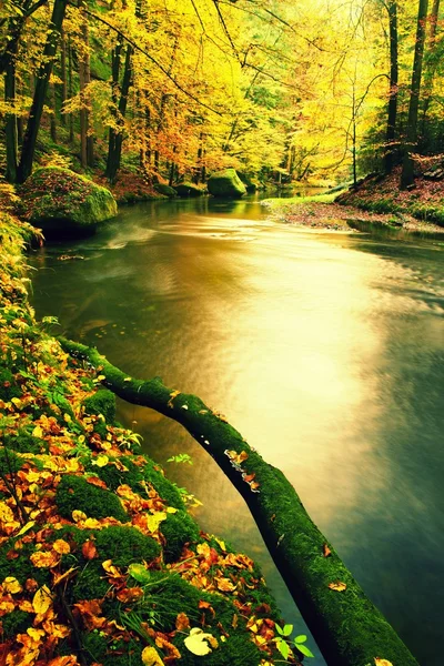 Trunchiul mossy rupt de copac aspen a căzut în râul de munte. Frunzele de arțar portocaliu și galben, apa limpede face oglindă . — Fotografie, imagine de stoc