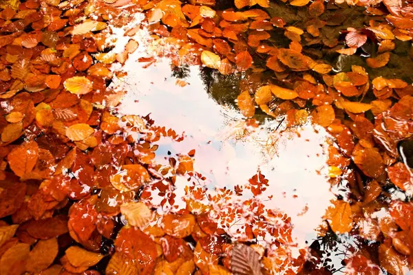 Miroir dans l'eau. Cadre en feuilles. Leves et pierres de hêtre tombées dans l'eau de la rivière de montagne, premières feuilles au-dessous du niveau d'eau — Photo