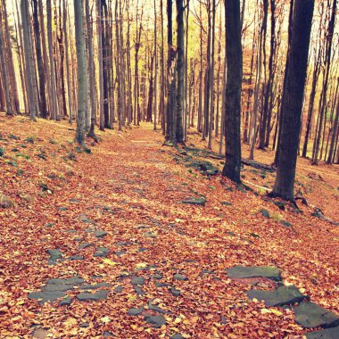 Görkemli particolored orman güneşli kiriş. Dramatik ve pitoresk sabah sahne. Kırmızı ve sarı yaprakları. Sıcak tonlama etkisi.