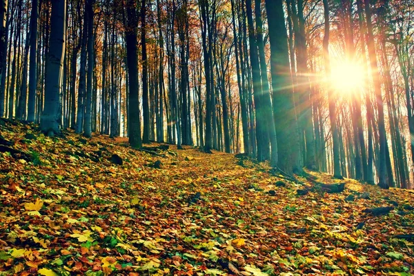 Soluppgång i höstens bok och lönn skog — Stockfoto