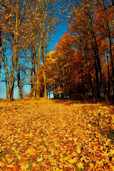 Жовтий оранжевий осінній ліс, різнобарвні листя килим — стокове фото