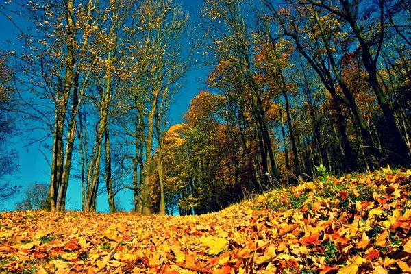 Bosque de otoño naranja amarillo, alfombra de hojas coloridas —  Fotos de Stock