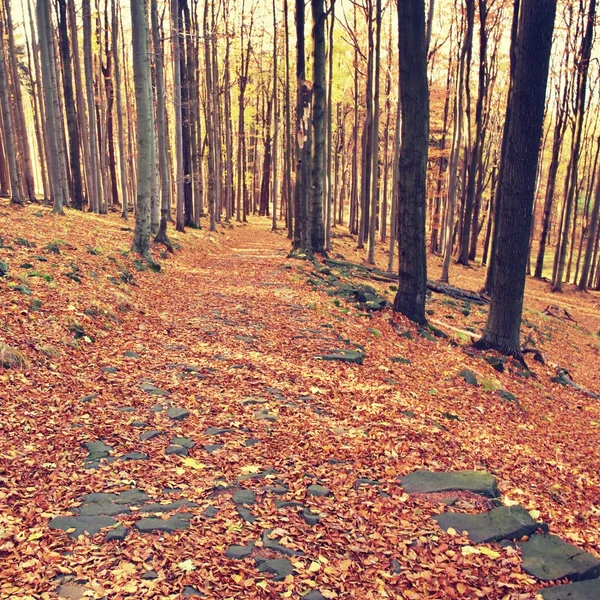 Görkemli particolored orman güneşli kiriş. Dramatik ve pitoresk sabah sahne. Kırmızı ve sarı yaprakları. Sıcak tonlama etkisi.
