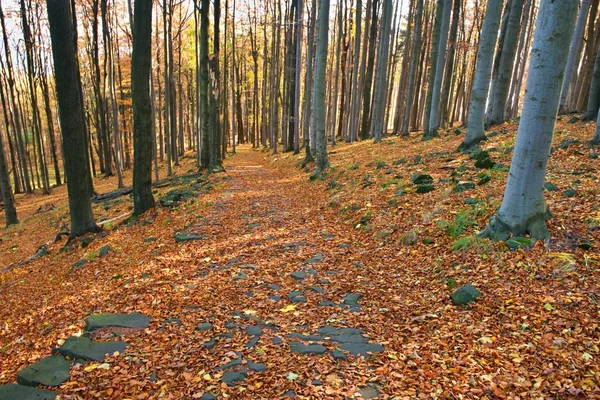 Maestosa foresta particolare con travi soleggiate. Scena drammatica e pittoresca del mattino. Foglie rosse e gialle. Effetto tonificante caldo . — Foto Stock