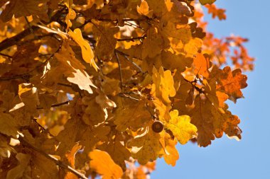 Kırmızı ve turuncu meşe yaprakları mavi gökyüzü arka plan ile