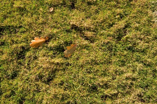 Buitenspeeltuin, armen gras aan einde van footbal seizoen met eerste kleurrijke bladeren — Stockfoto