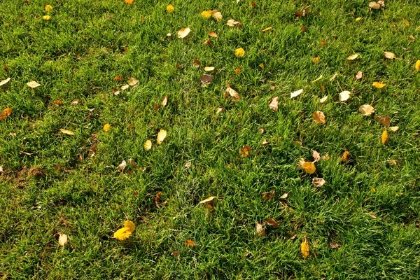 Buitenspeeltuin, armen gras aan einde van footbal seizoen met eerste kleurrijke bladeren — Stockfoto