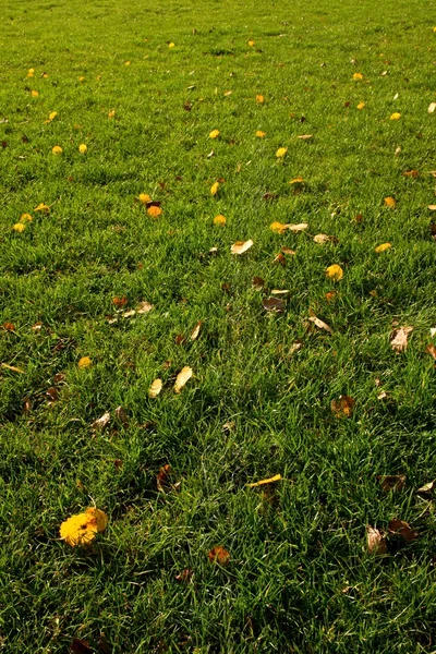 Zona de juegos al aire libre, césped pobre al final de la temporada de fútbol con las primeras hojas de colores —  Fotos de Stock