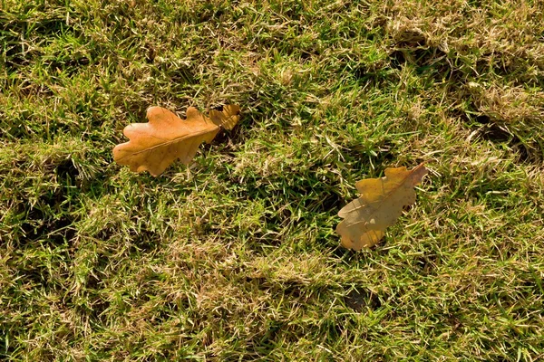 Parco giochi all'aperto, erba povera a fine stagione con prime foglie colorate — Foto Stock