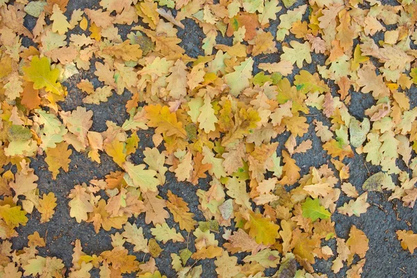 Hojas de roble otoño colorido caído en el suelo — Foto de Stock