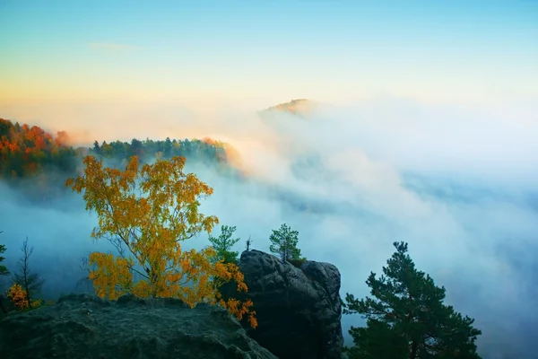 Land des Nebels. Blick durch Äste in ein verträumtes, tiefes Nebeltal bei Tagesanbruch. Nebelige und neblige Morgenlandschaft — Stockfoto