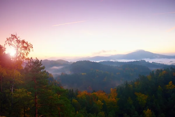 Herbstfarben. nebliger Kiefernwald am Berghang in einem Naturschutzgebiet — Stockfoto