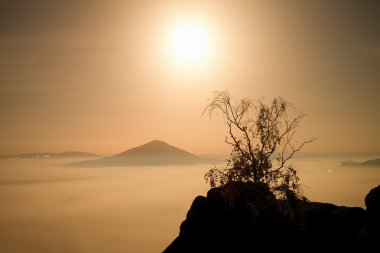 Adanın bir ağaç. Güzel bir dağ dolunay gecesi. Kumtaşı kaya tepeler sisli, okyanustan arttı 