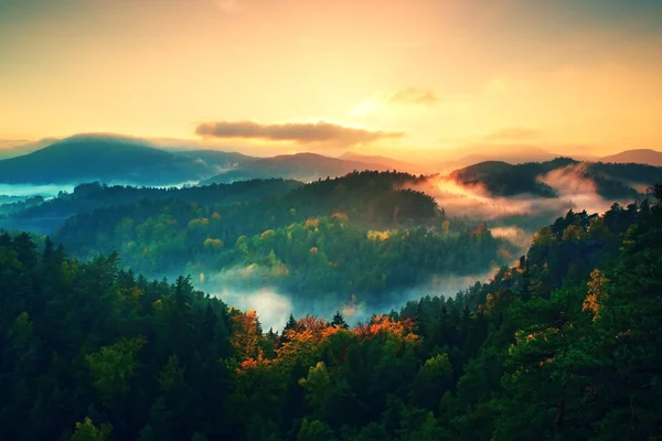 秋の色。自然保護区で山の斜面上の霧のアカマツ林 — ストック写真