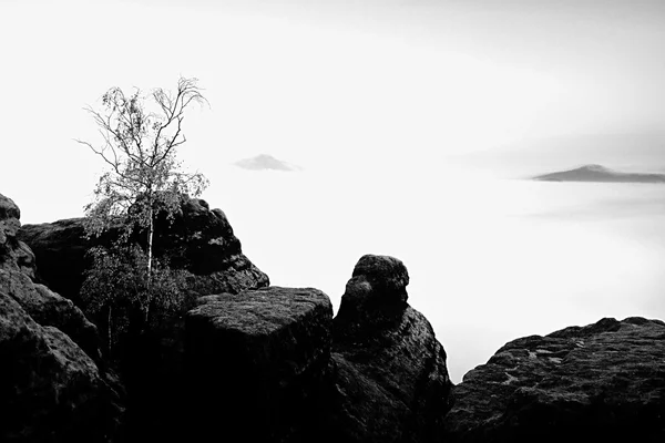 Island in nowhere. Broken tree in misty ocean. Full moon night in  beautiful mountain. peaks  increased from heavy creamy fog. — Stock Photo, Image