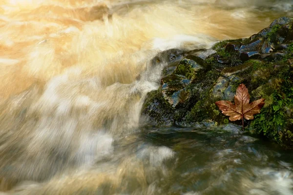 Rotten leaf stick on stone. Colorful rotten leaf on wet slipper stone in stream — Stock Photo, Image