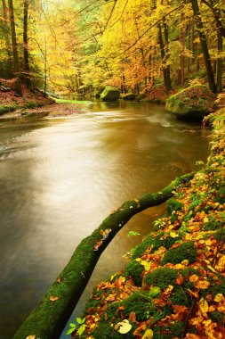 Yosunlu kırık gövde kavak ağacının dağ nehre düşmüş. Turuncu ve sarı akçaağaç yaprakları,, su ayna yapar net.