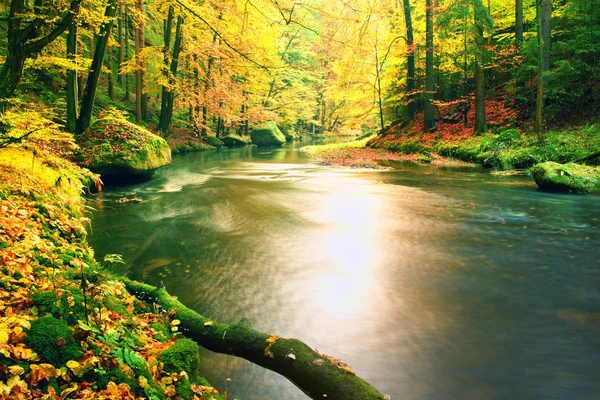 Mossy omgevallen aspen boom gedaald in berg rivier. Oranje en gele esdoorn bladeren,, duidelijk water maakt spiegel. — Stockfoto