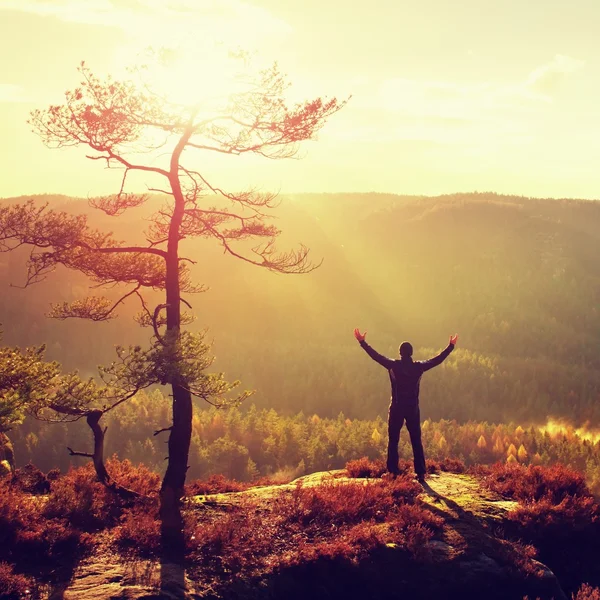 Mattina soleggiata. Buon escursionista con le mani in aria stand su roccia soffietto pino. nebbiosa e nebbiosa valle del mattino . — Foto Stock