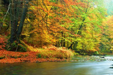 Taşlı Nehri'nin turuncu kayın tarafından kapalı sonbahar dağ bırakır. Taze yeşil yaprakları su seviyesinden dallar