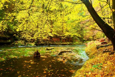 Yağmurlu gece akışı. Sonbahar nehir banka ile turuncu kayın bırakır. Dalları üzerinde taze yeşil yaprakları.
