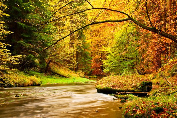 Autumn mountain river. Blurred waves,, fresh green mossy stones and boulders on river bank covered with colorful leaves from old trees