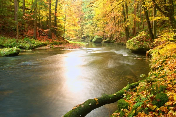 Áspen caído musgoso árvore caída no rio de montanha. Laranja e amarelo folhas de bordo,, água limpa faz espelho . — Fotografia de Stock
