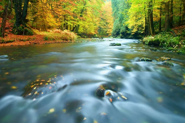 Stony bank of autumn mountain river covered by orange beech leaves. Fresh green leaves on branches above water level — Stock Photo, Image