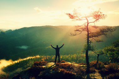 Güneşli sabah. Eller havaya ile mutlu hiker rock feryat çam ağacı üzerinde durmak. Sisli ve sisli sabah Vadisi.