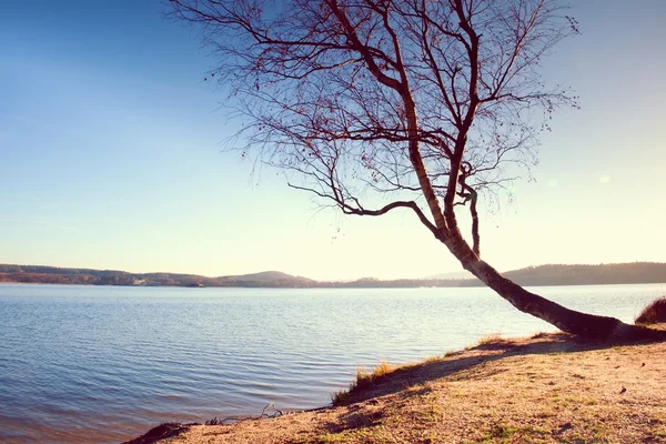 海ビーチ、葉のない空 branche s で単独で曲がった白樺. — ストック写真