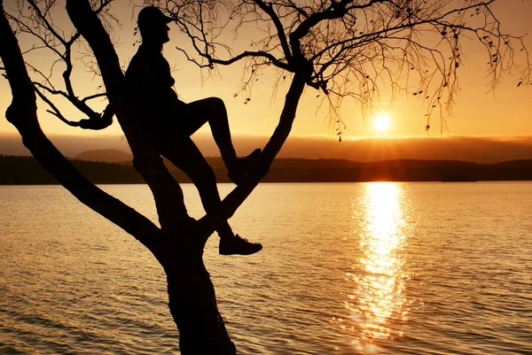 Uomo sull'albero. La sagoma di uomo solitario si siede su ramo di betulla a tramonto a litorale . — Foto Stock