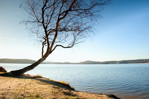 Egyedül hajlított nyírfa tenger strandon, üres branche s levelek nélkül. — Stock Fotó