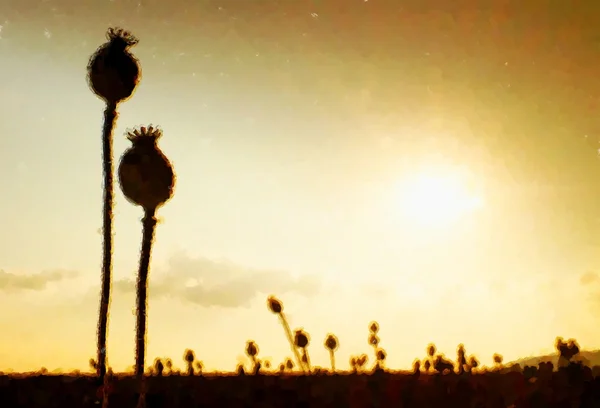 Watercolor paint. Paint effect. Long dry stalk of poppy seed. Poppy heads waiting for  harvesting — Stock Photo, Image