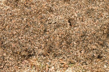 Mısır Mısır Silaj hayvan yemi öğütülür. İşlem bombardımanı Mısırdan atık