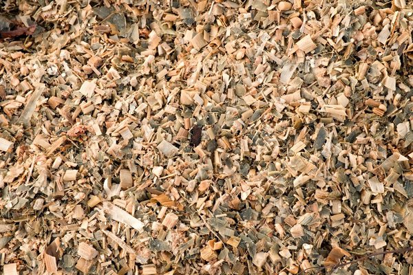 Силос кукурузы, измельченный в качестве корма для животных. Отходы от процесса обстрела кукурузы
