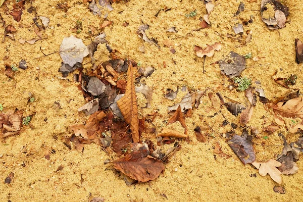 Feuilles d'automne sur route sablonneuse de saleté humide. Gaules foncées pourries sur le sol sablonneux, bac à sable . — Photo