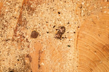 Yıllık halkalı, testere toz ve kabuk parçaları kesilmiş alder ağacı. Ağaç kütüğü detay