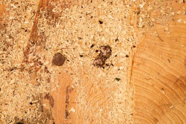 Cut alder tree with annual ring, saw dust and pieces of bark. Detail of tree stump clipart
