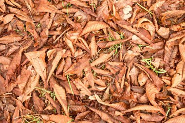 Yaprakları, renkli yaprakları ile sonbahar park yere