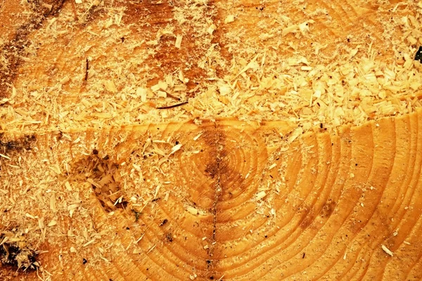 Árbol de aliso cortado con anillo anual, serrín y trozos de corteza. Detalle del tocón del árbol — Foto de Stock