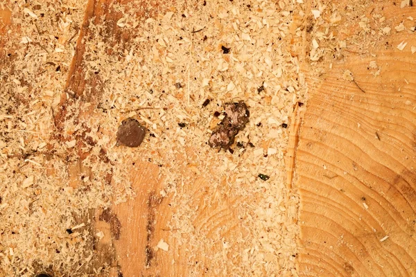 Aulne coupé avec anneau annuel, poussière de scie et morceaux d'écorce. Détail de souche d'arbre — Photo