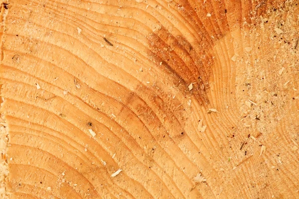 Árbol de aliso cortado con anillo anual, serrín y trozos de corteza. Detalle del tocón del árbol —  Fotos de Stock