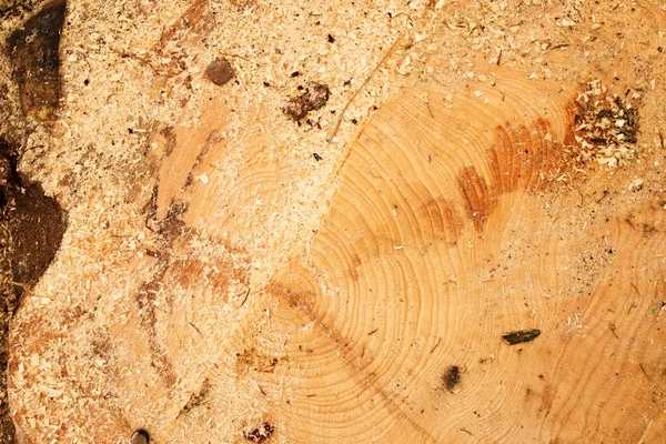 Řez olše strom s letokruhové, pila prach a kousky kůry. Detail z pařezu — Stock fotografie
