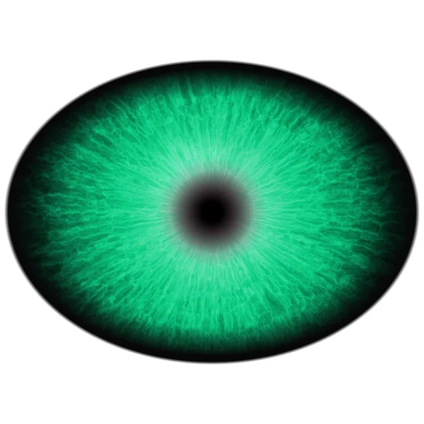 Green animal eye with large pupil and bright retina. Dark green iris around pupil, detail view into eye bulb. — Stock Photo, Image