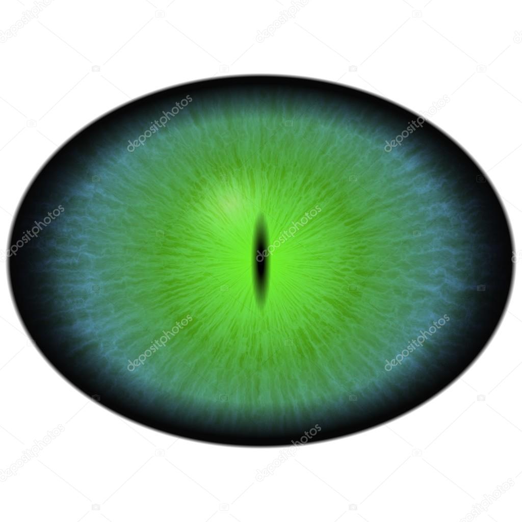 Green animal eye with large pupil and bright retina. Dark green iris around pupil, detail view into eye bulb.